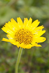 Arnica unalaschcensis