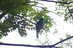Trogon melanurus