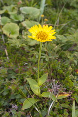 Arnica unalaschcensis
