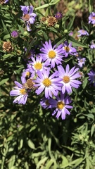 Symphyotrichum chilense