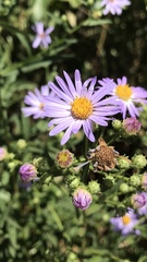Symphyotrichum chilense