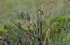 Spinus magellanicus bolivianus