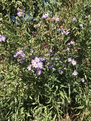 Symphyotrichum chilense