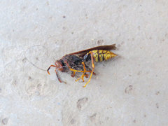 Polistes cavapytiformis