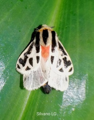 Apantesis proxima