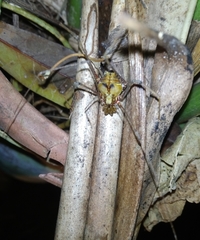 Ventrivomer ancyrophorus