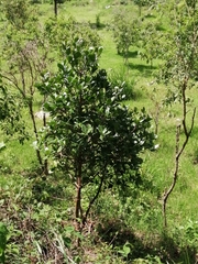 Rapanea juergensenii