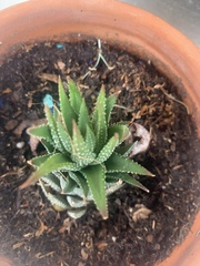 Aloe distans