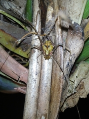 Ventrivomer ancyrophorus