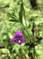 Epilobium royleanum