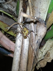 Ventrivomer ancyrophorus