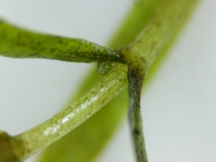 Callitriche hermaphroditica