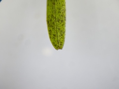 Callitriche hermaphroditica