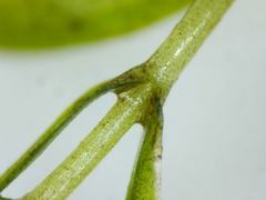 Callitriche hermaphroditica