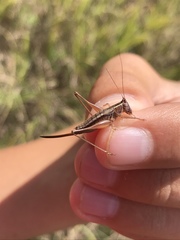 Conocephalus saltans