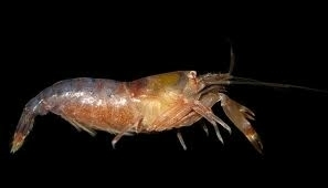 Betaeus lilianae