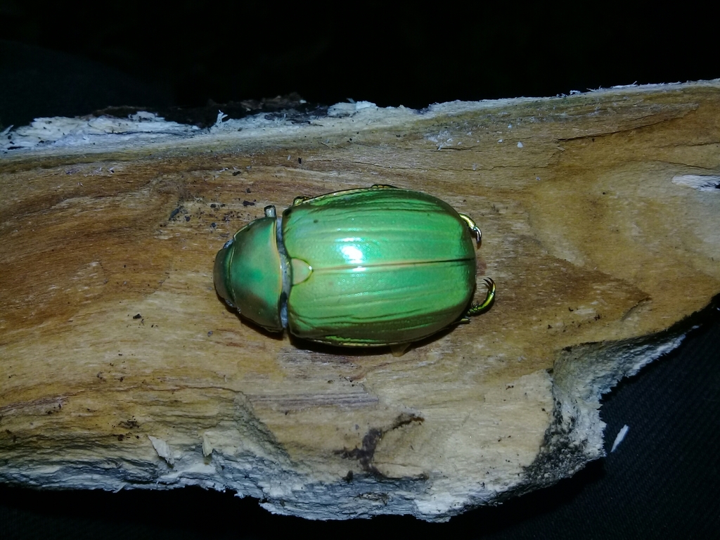 Chrysina laniventris