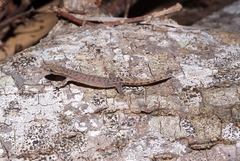 Hemiphyllodactylus typus