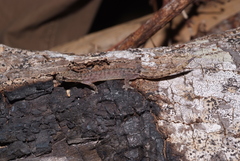 Hemiphyllodactylus typus