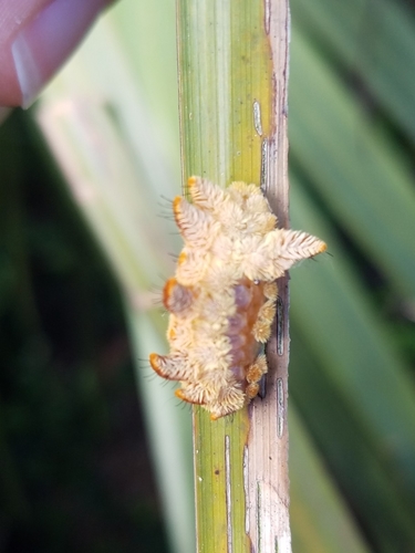 Hag Moth photo 6