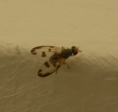 Palloptera umbellatarum