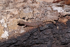 Hemiphyllodactylus typus