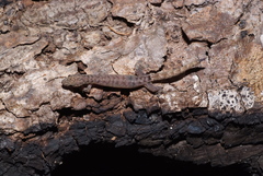 Hemiphyllodactylus typus