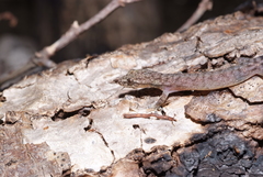 Hemiphyllodactylus typus