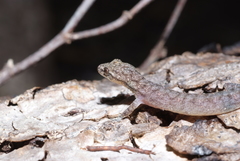 Hemiphyllodactylus typus