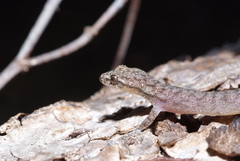 Hemiphyllodactylus typus