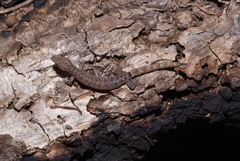 Hemiphyllodactylus typus