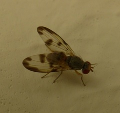 Palloptera umbellatarum