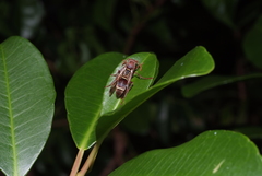 Polistes stigma townsvillensis