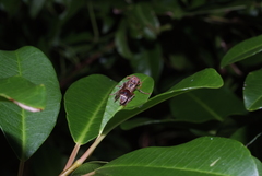 Polistes stigma townsvillensis