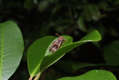 Polistes stigma townsvillensis