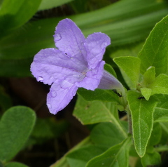 Ruellia bahiensis