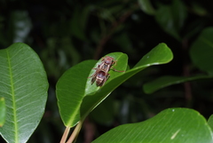 Polistes stigma townsvillensis