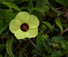 Pavonia cancellata