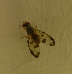 Palloptera umbellatarum