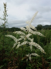 Actaea dahurica