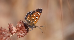 Apodemia mormo tuolumnensis