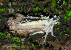 Akanthomyces tuberculatus