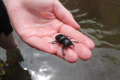 Lucanus mazama