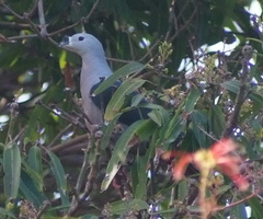 Ducula pacifica