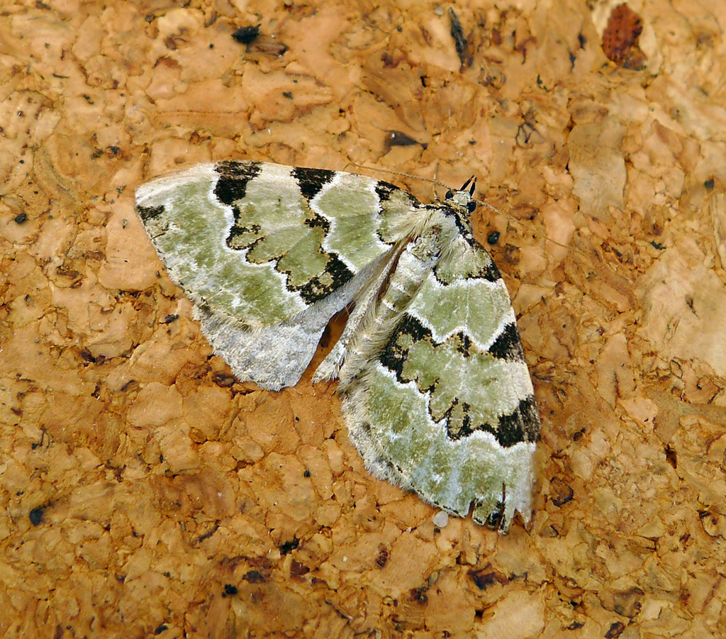 Colostygia