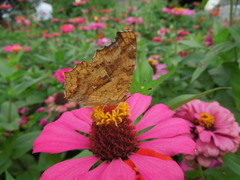 Polygonia c-aureum