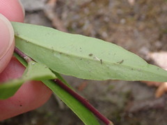 Polygala senega