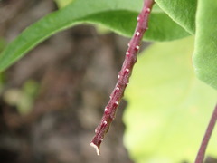 Polygala senega