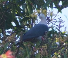 Ducula pacifica