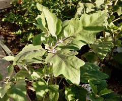 Solanum melongena